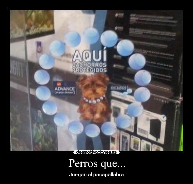 Perros que... - Juegan al pasapallabra