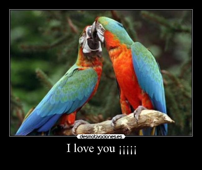 I love you ¡¡¡¡¡ - 