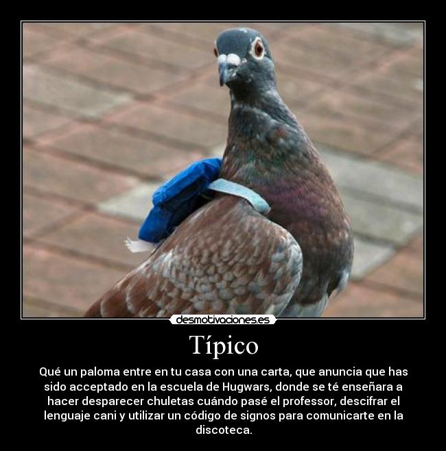 Típico - Qué un paloma entre en tu casa con una carta, que anuncia que has
sido acceptado en la escuela de Hugwars, donde se té enseñara a
hacer desparecer chuletas cuándo pasé el professor, descifrar el
lenguaje cani y utilizar un código de signos para comunicarte en la
discoteca.