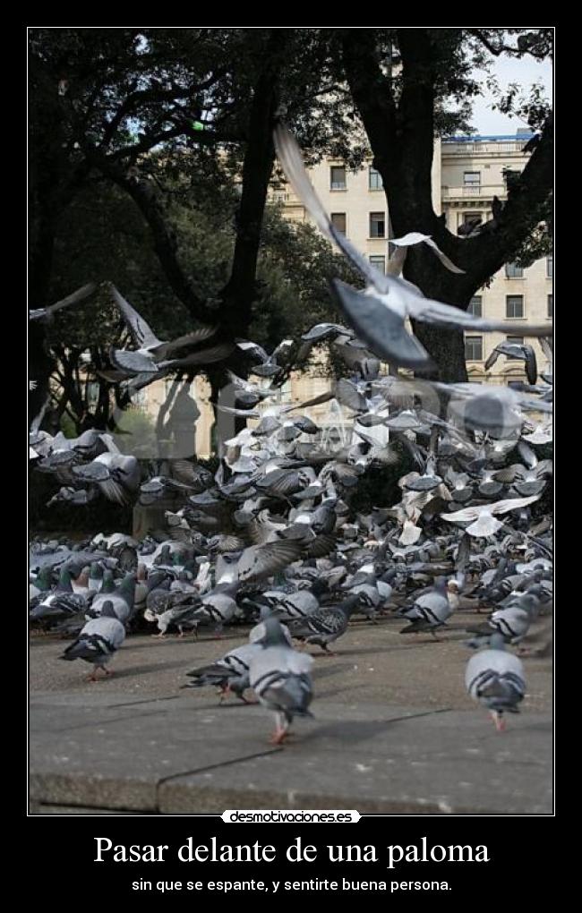 Pasar delante de una paloma - sin que se espante, y sentirte buena persona.