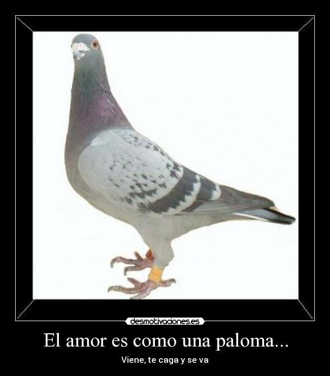 El amor es como una paloma... - Viene, te caga y se va