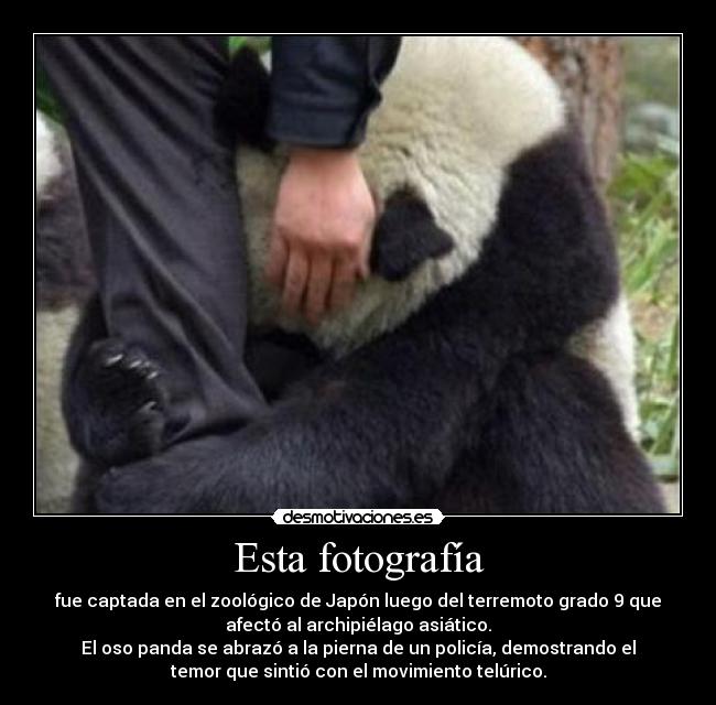 Esta fotografía - fue captada en el zoológico de Japón luego del terremoto grado 9 que
afectó al archipiélago asiático.
El oso panda se abrazó a la pierna de un policía, demostrando el
temor que sintió con el movimiento telúrico.