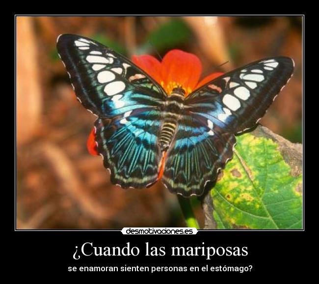 ¿Cuando las mariposas - se enamoran sienten personas en el estómago?