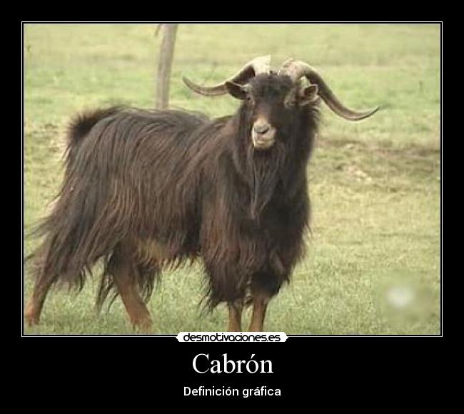 Cabrón - Definición gráfica