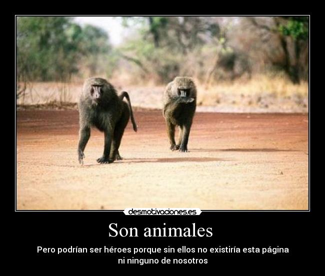 Son animales -