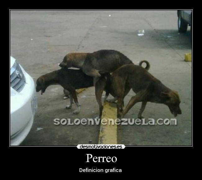 Perreo - 