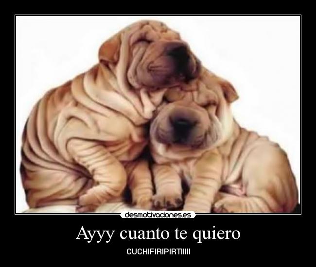Ayyy cuanto te quiero - CUCHIFIRIPIRTIIIII