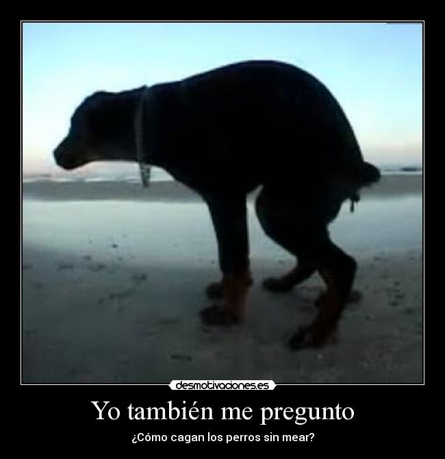 Yo también me pregunto -