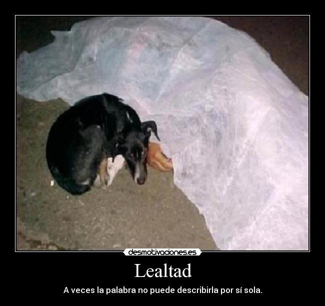 Lealtad -