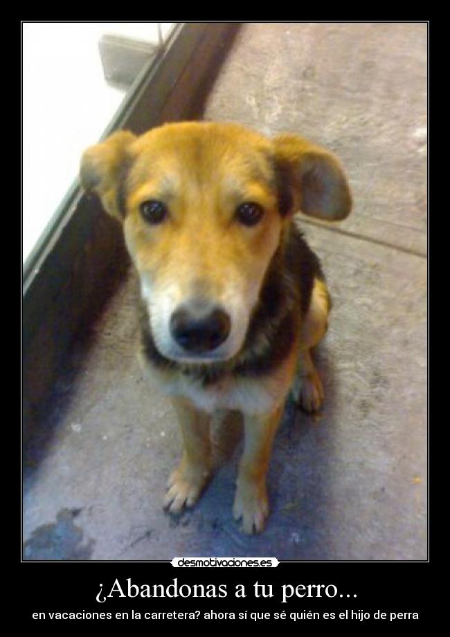 ¿Abandonas a tu perro... - 