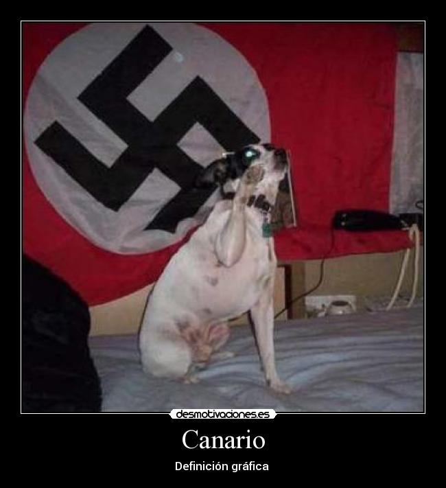 Canario - Definición gráfica 