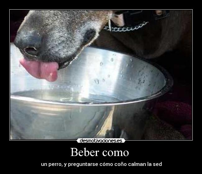Beber como  - un perro, y preguntarse cómo coño calman la sed