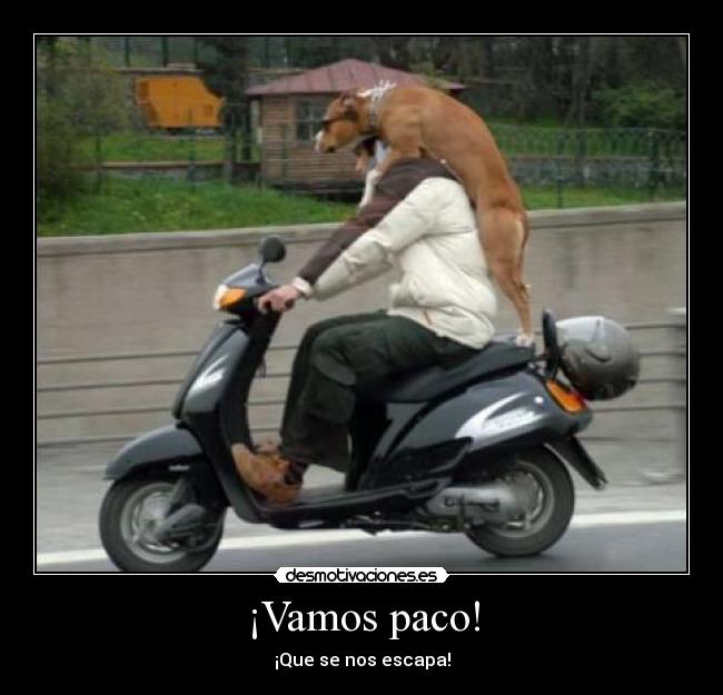 ¡Vamos paco! -