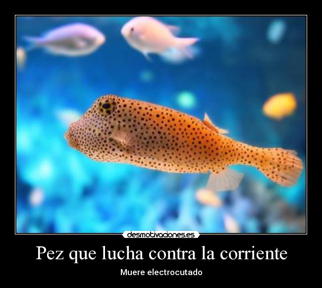 Pez que lucha contra la corriente -