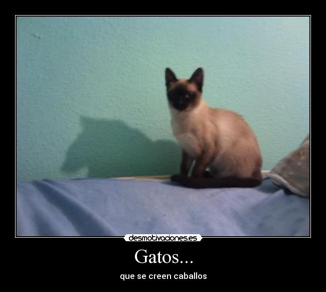 Gatos... - 