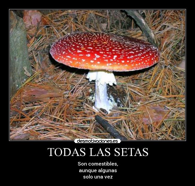 TODAS LAS SETAS - Son comestibles,
aunque algunas
solo una vez