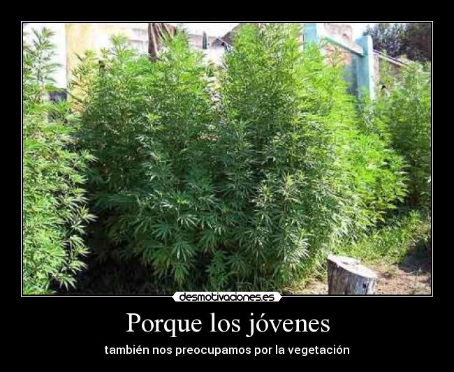 Porque los jóvenes -