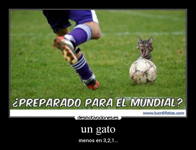 un gato - menos en 3,2,1...
