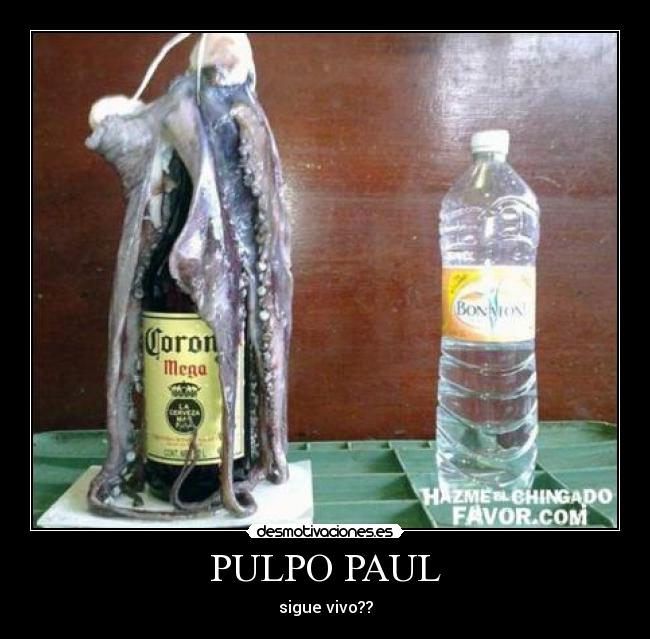 PULPO PAUL - sigue vivo??