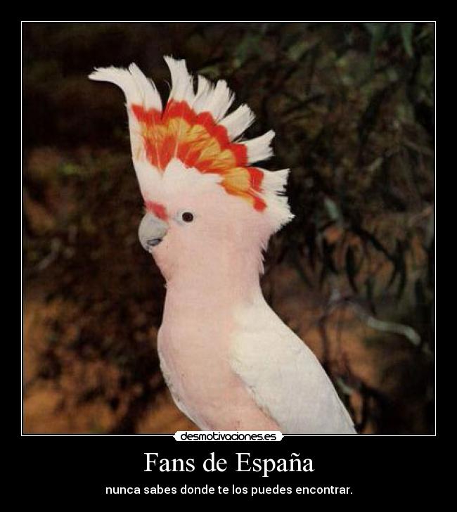 Fans de España - 