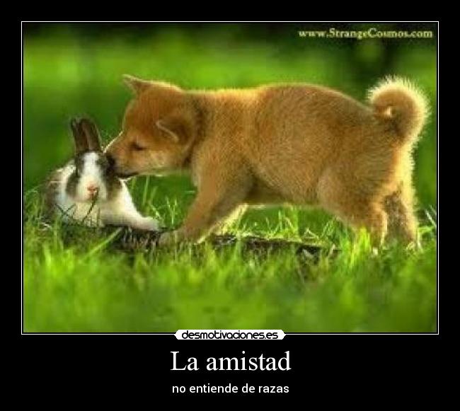 carteles amistad razas animales humanos racismo desmotivaciones