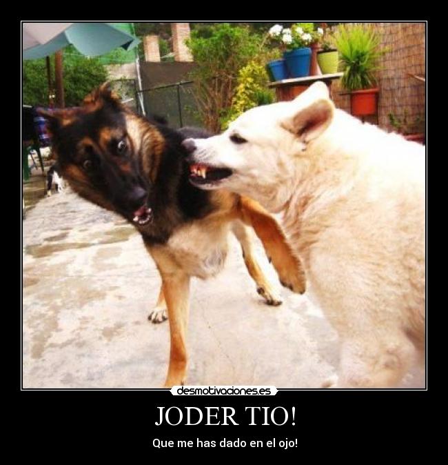 carteles dogs desmotivaciones