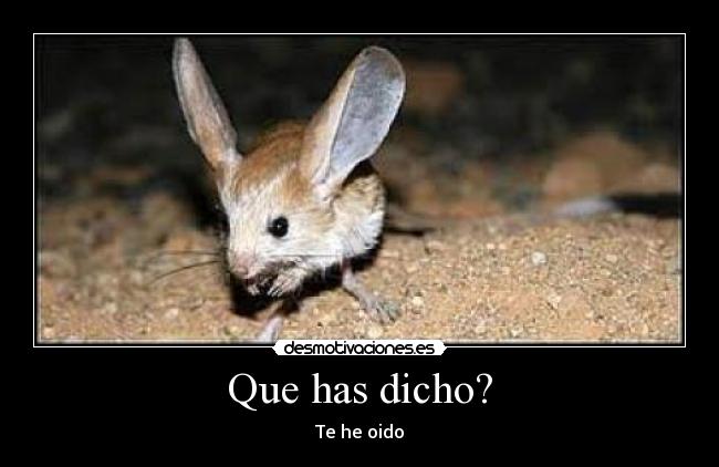 Que has dicho? - 