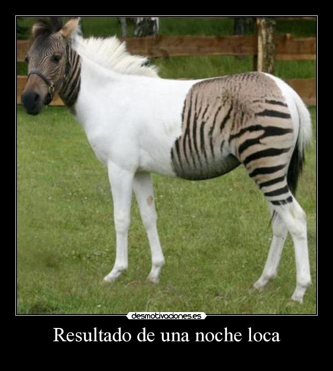 Resultado de una noche loca - 