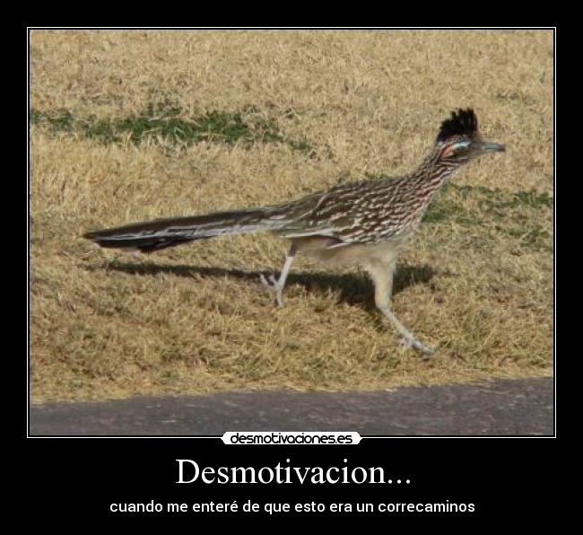 Desmotivacion... - cuando me enteré de que esto era un correcaminos
