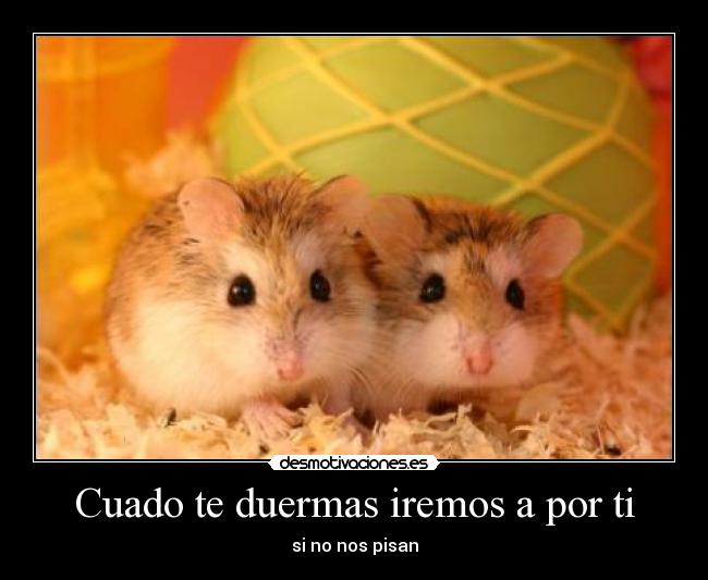 Cuado te duermas iremos a por ti - si no nos pisan