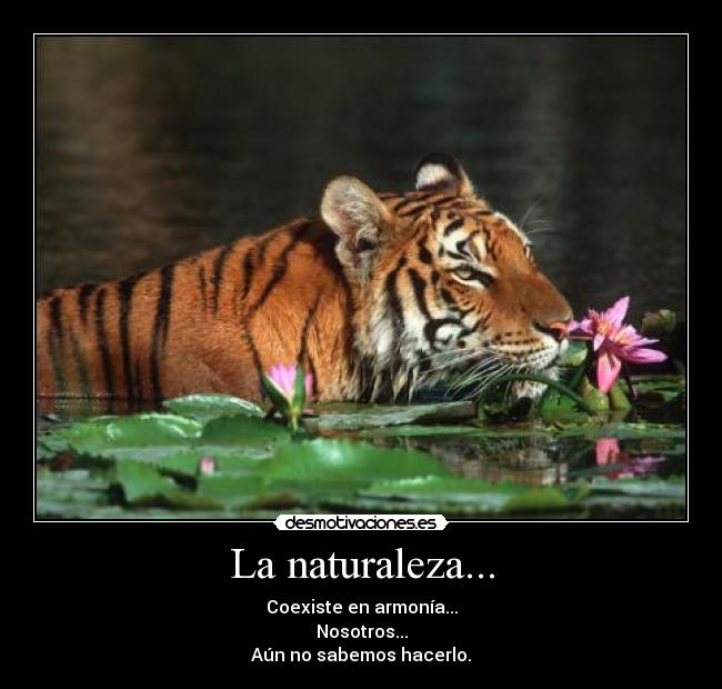 carteles naturaleza naturaleza desmotivaciones