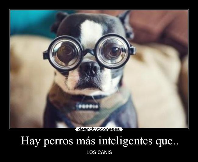 Hay perros más inteligentes que.. -