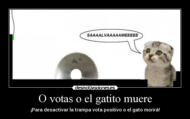O votas o el gatito muere - ¡Para desactivar la trampa vota positivo o el gato morirá!