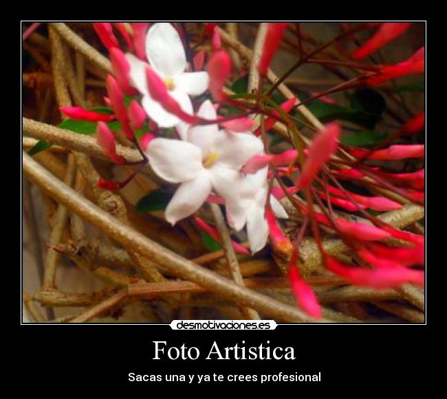 Foto Artistica - 