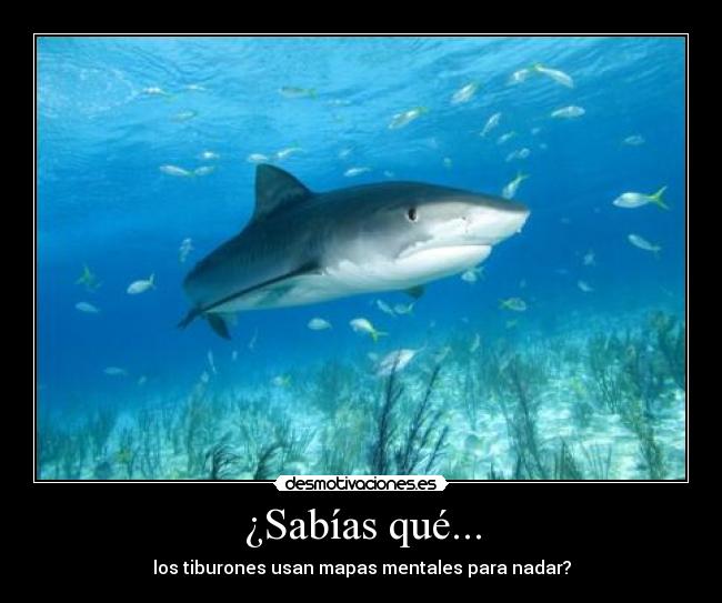 ¿Sabías qué... - los tiburones usan mapas mentales para nadar?