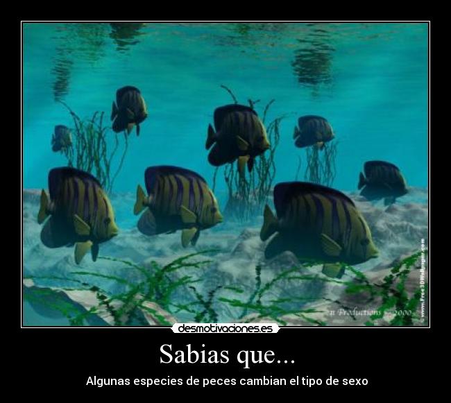 Sabias que... - 