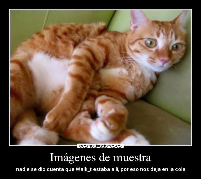 carteles cola walk desmotivaciones