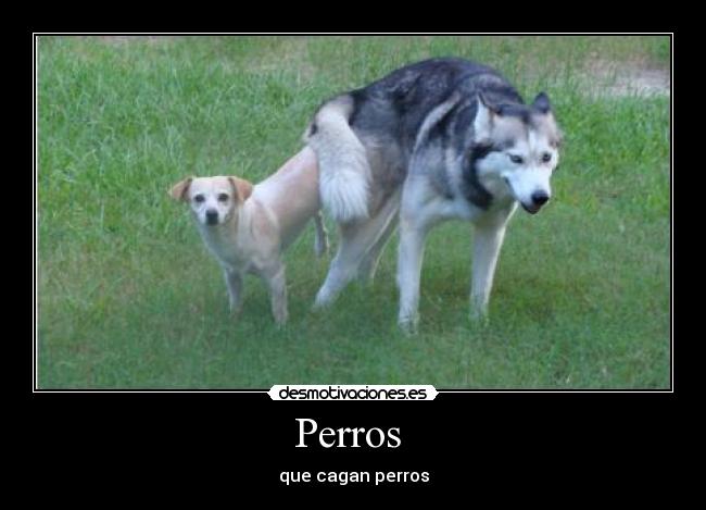 Perros  - 