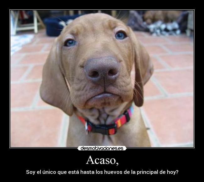 Acaso, - Soy el único que está hasta los huevos de la principal de hoy?