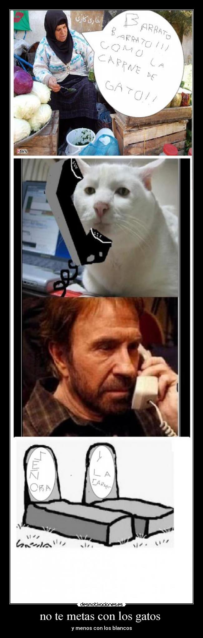 no te metas con los gatos  - 