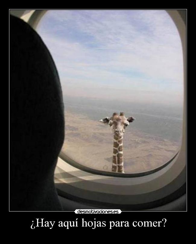 ¿Hay aquí hojas para comer? -