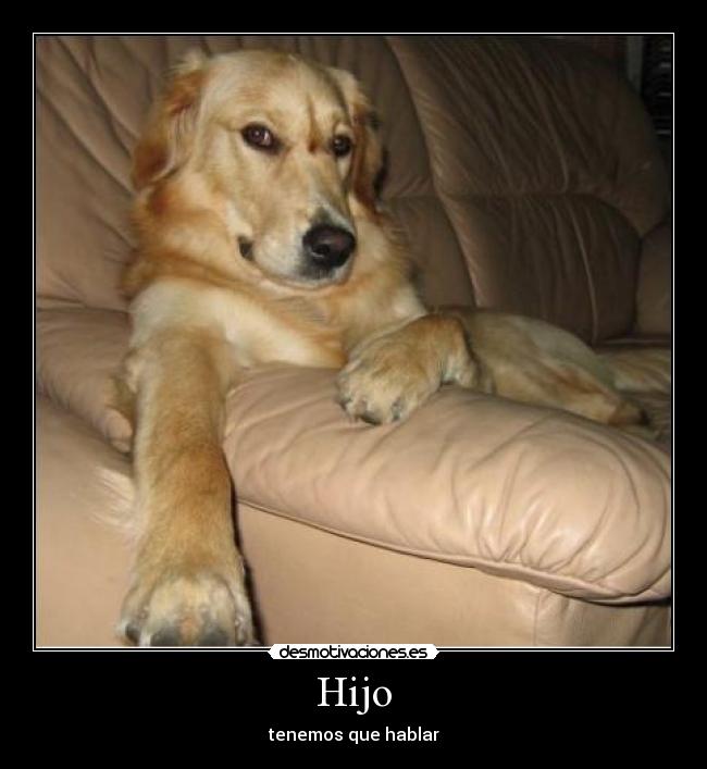 carteles perro desmotivaciones