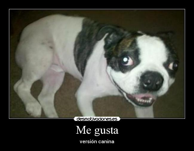 Me gusta - versión canina