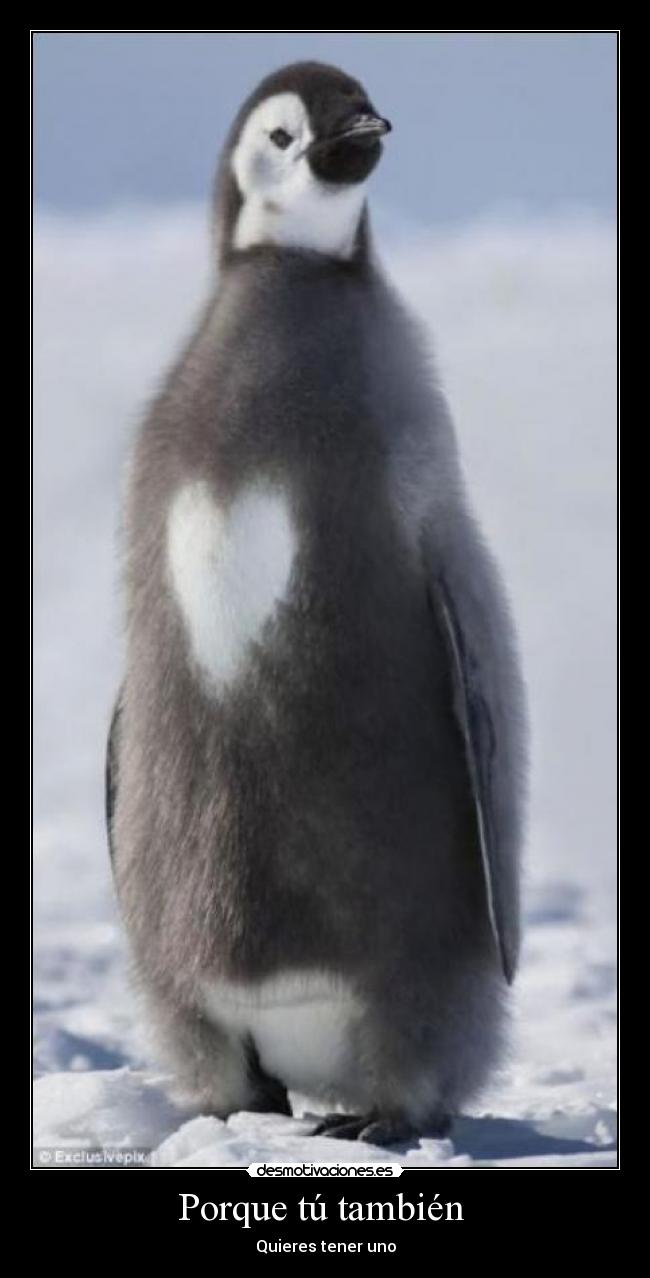 Porque tú también - Quieres tener uno