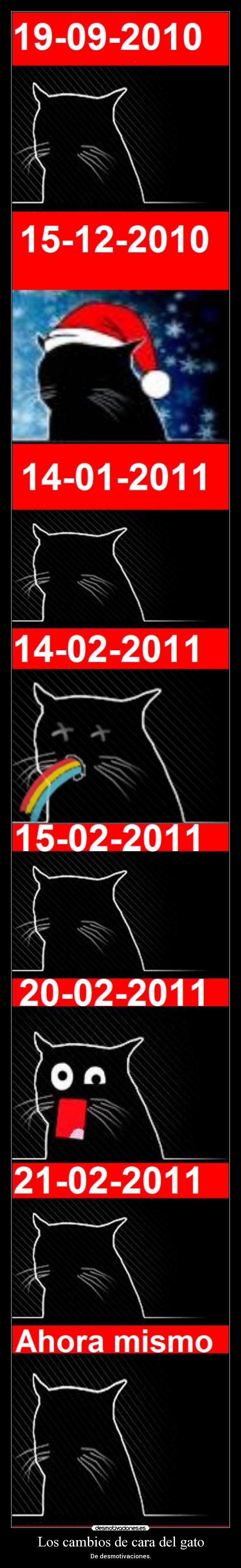 Los cambios de cara del gato - De desmotivaciones.