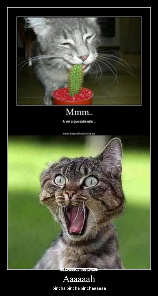 Aaaaaah - pincha pincha pinchaaaaaa