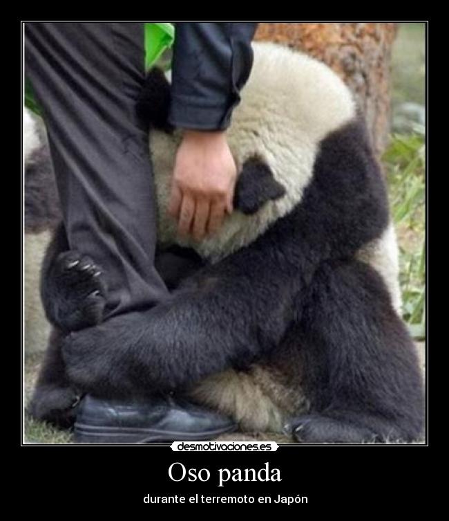 Oso panda - 