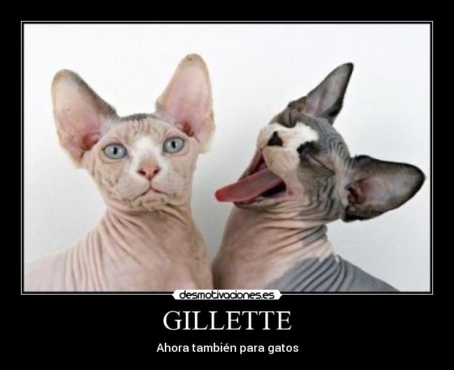 carteles gillette desmotivaciones