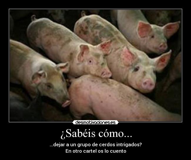 carteles intriga cerdo eniine desmotivaciones