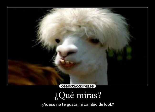 ¿Qué miras? - 